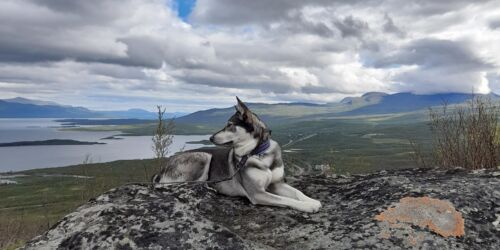 Guide dog