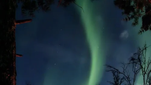 Aurora tree 1500x1500